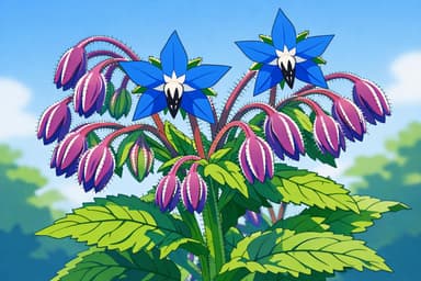 Borage