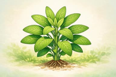Sage