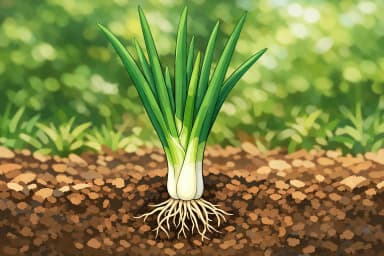 Scallion