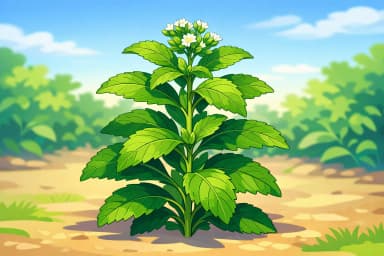 Stevia