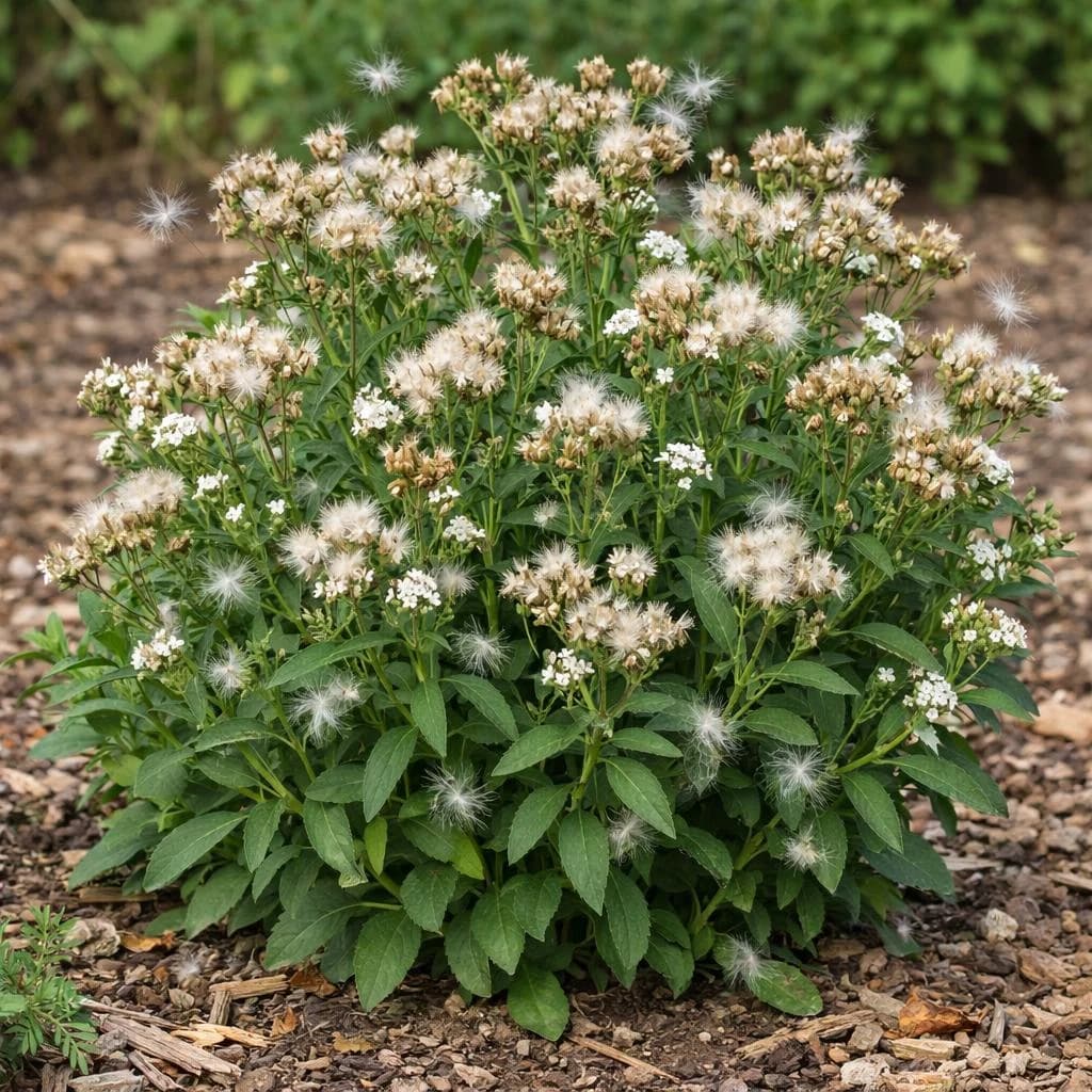 Stevia seeds