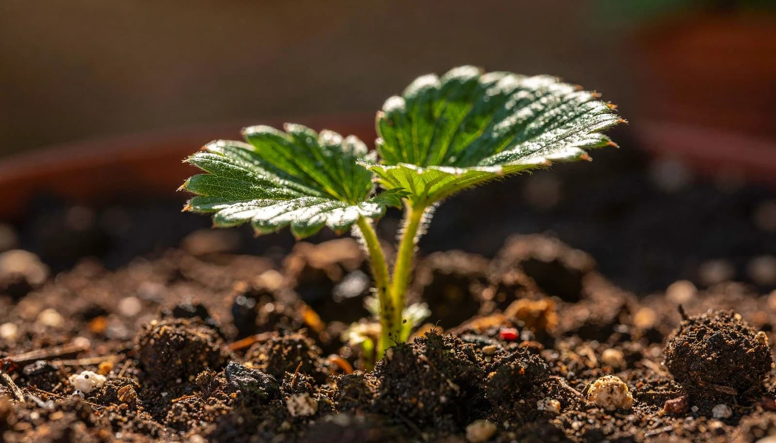 Strawberry seedling
