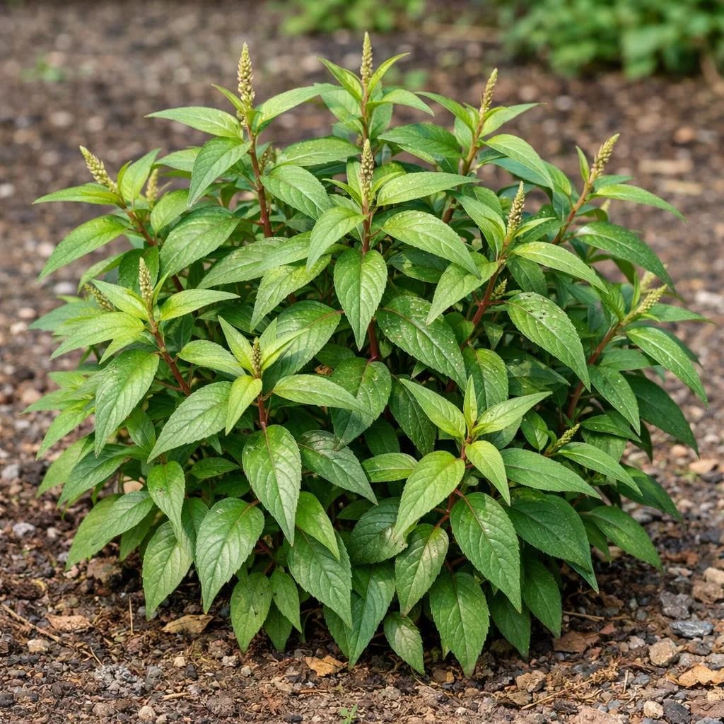 Vietnamese Coriander mature