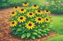 Black Eyed Susan