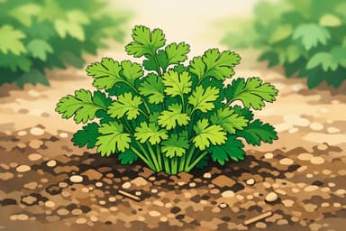 Cilantro