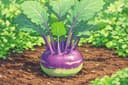 Kohlrabi
