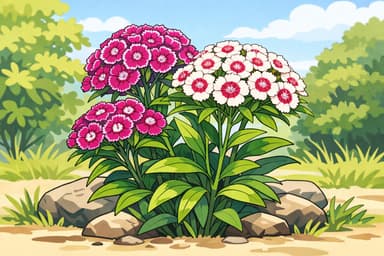 Sweet William